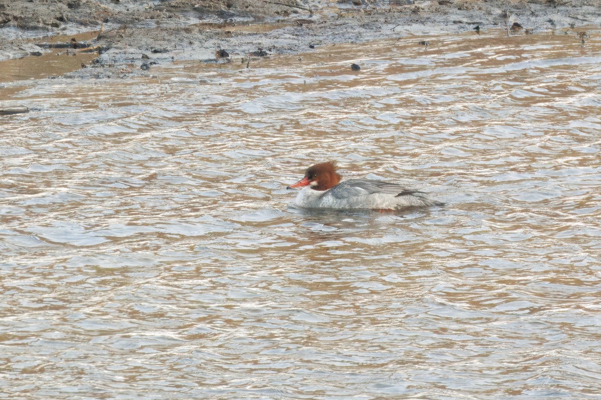 Gänsesäger - ML632210228