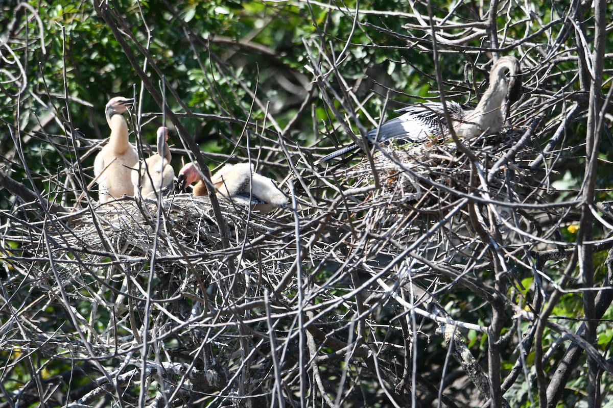 Anhinga - ML632210475