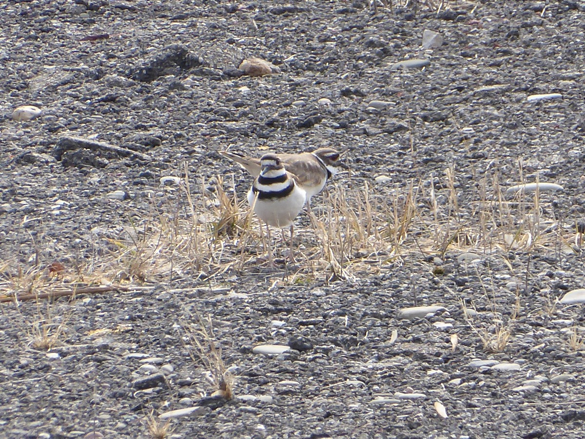 Killdeer - ML632210493