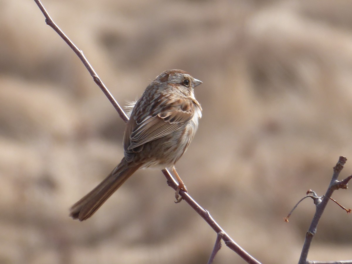 Song Sparrow - ML632210518