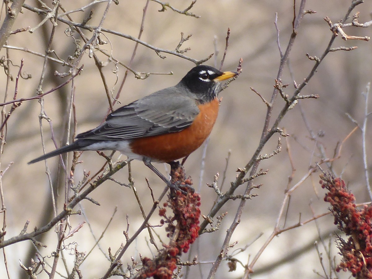 American Robin - ML632210550