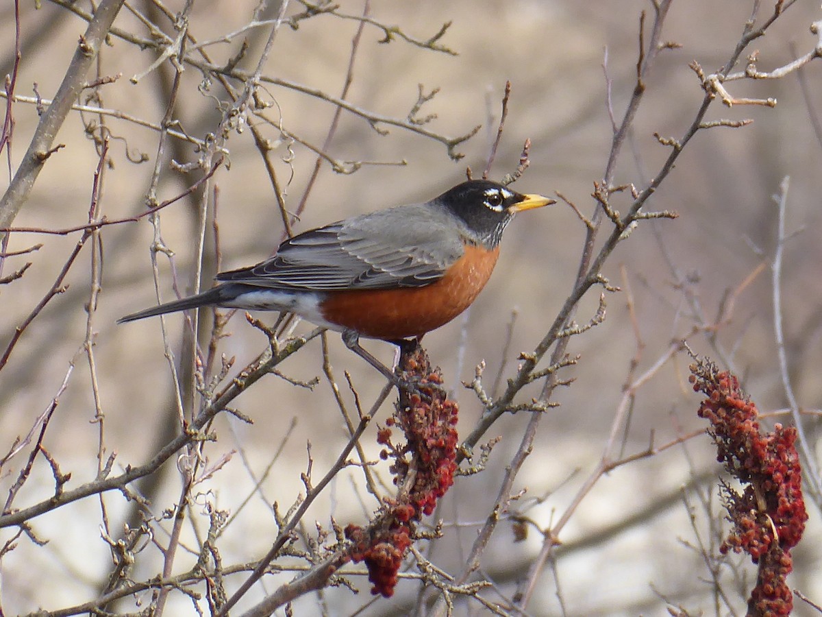 American Robin - ML632210565