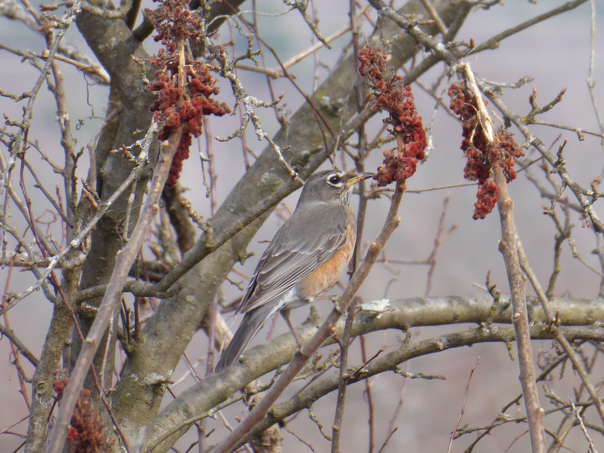 American Robin - ML632210569