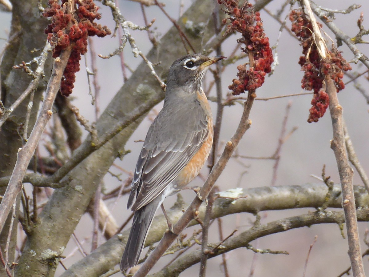 American Robin - ML632210577