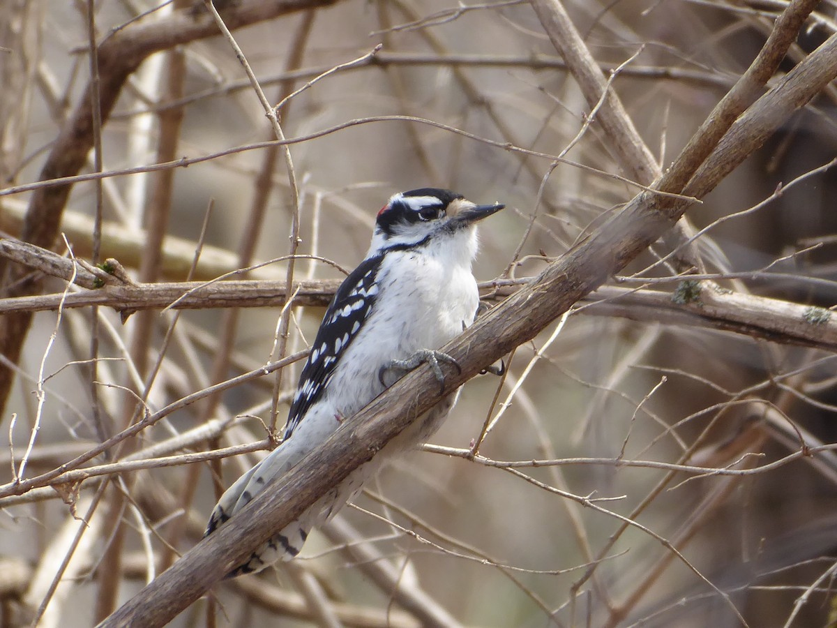 Downy Woodpecker - ML632210624