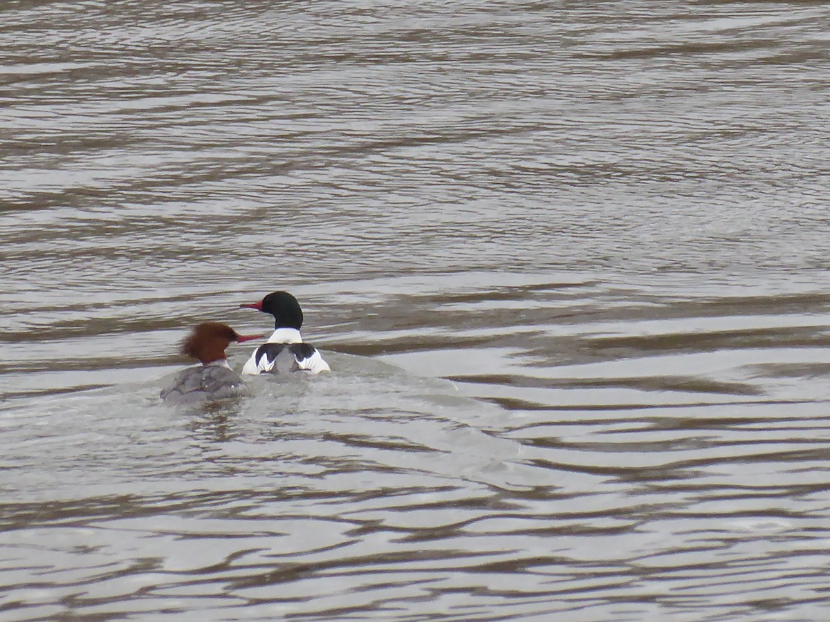 Common Merganser - ML632210659