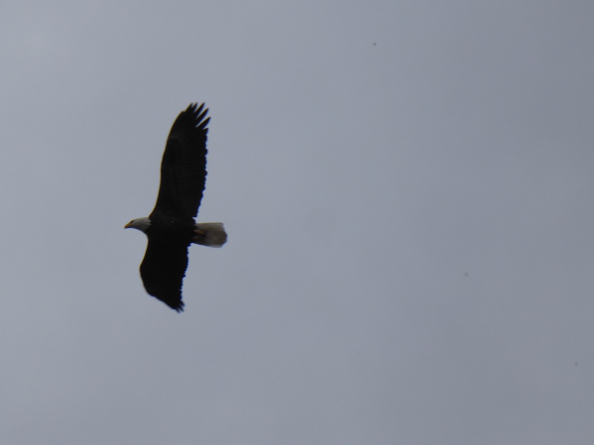 Bald Eagle - ML632210681
