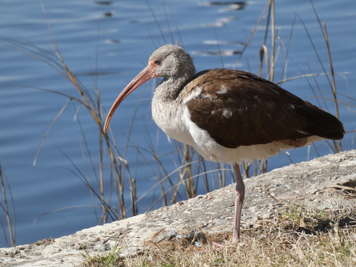White Ibis - ML632210689