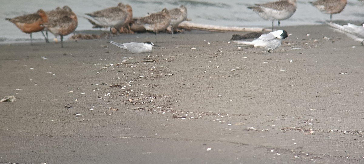 Common Tern - ML632210750