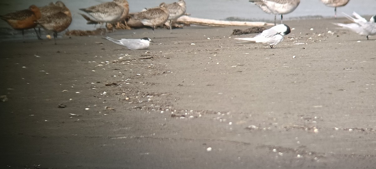 Common Tern - ML632210768