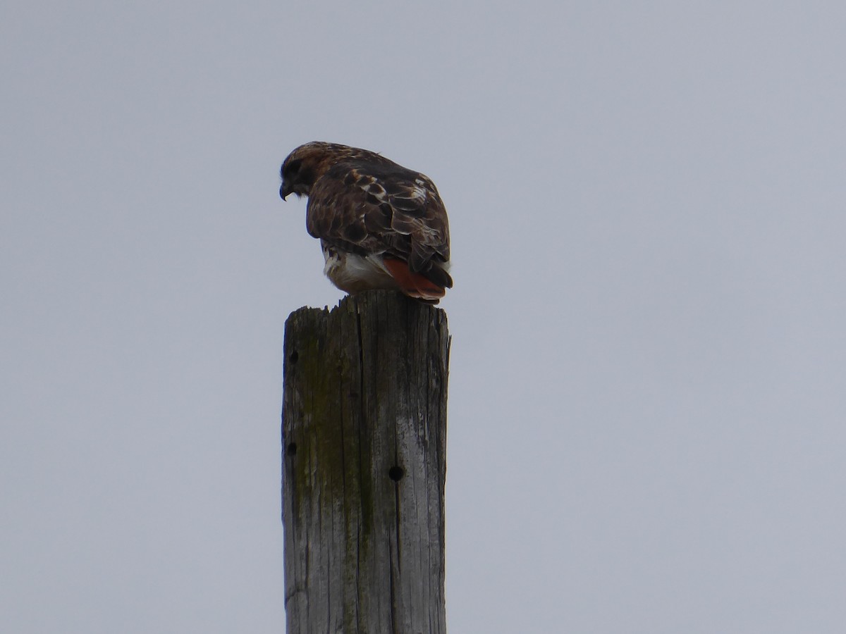 Red-tailed Hawk - ML632210855
