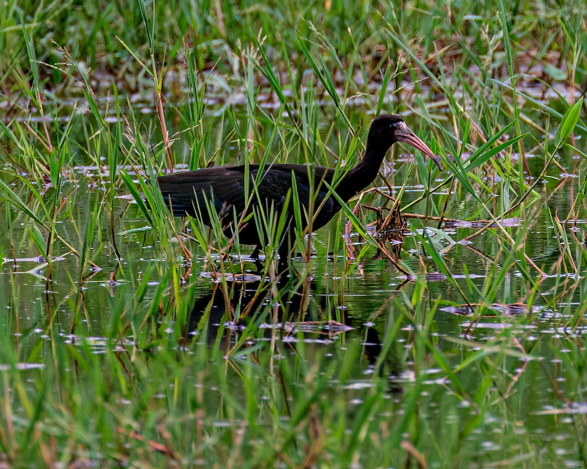 Bare-faced Ibis - Victor Pássaro