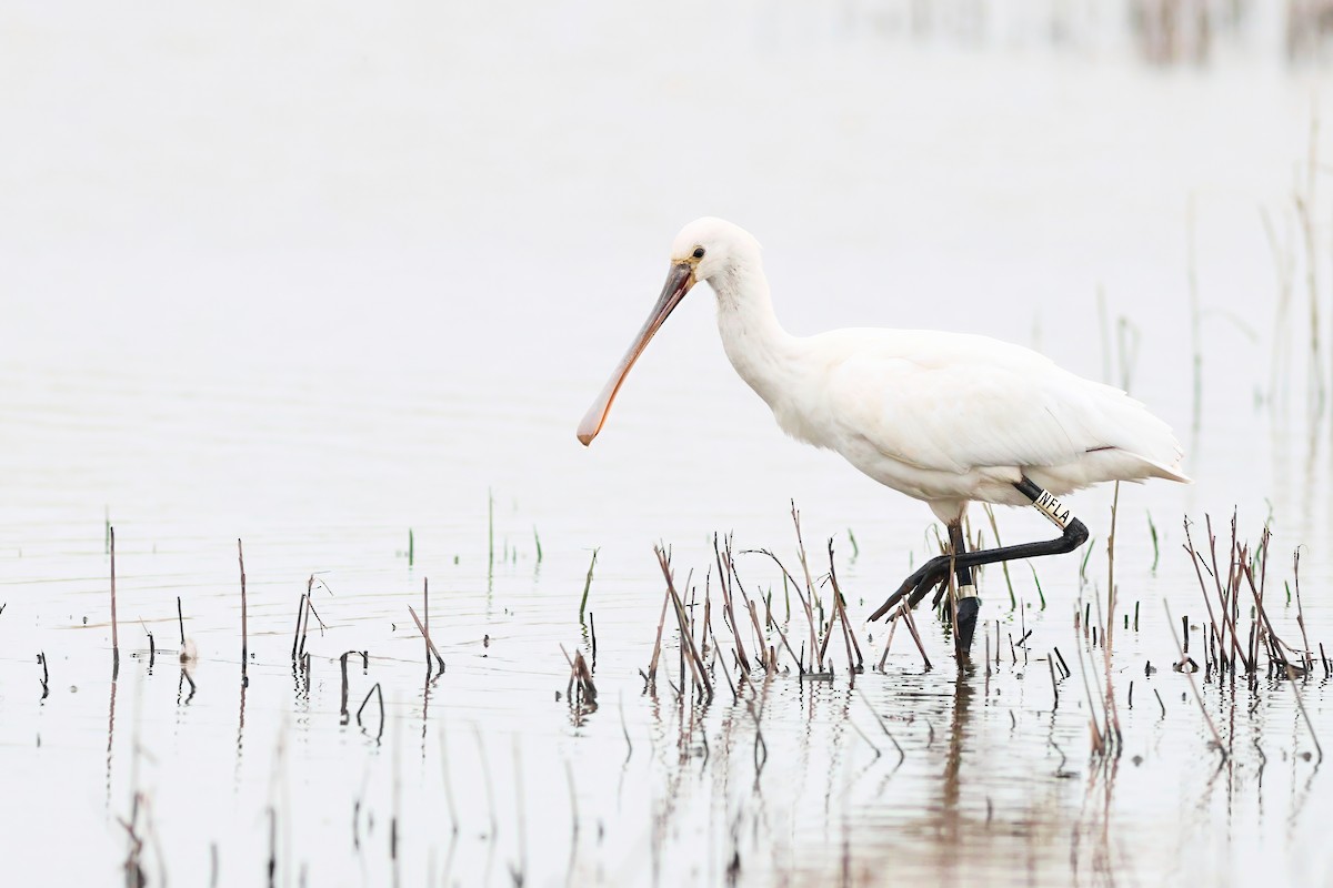 skjestork - ML632211358