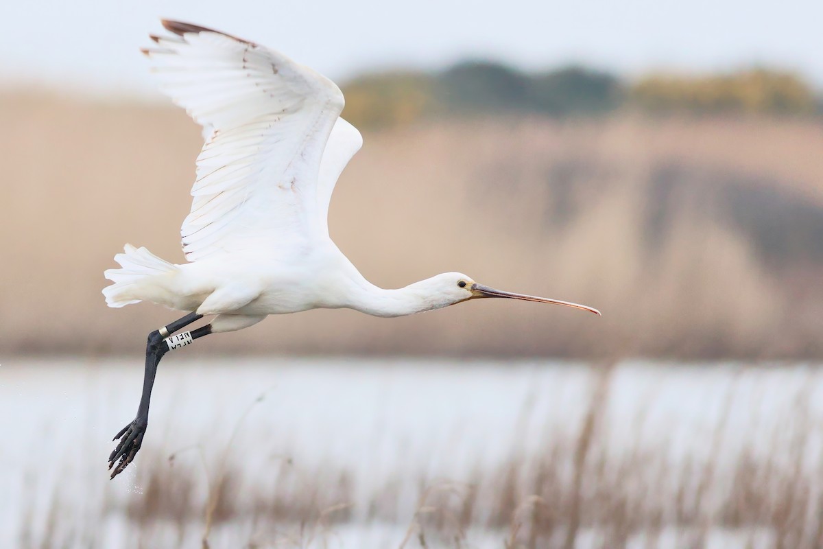 skjestork - ML632211390