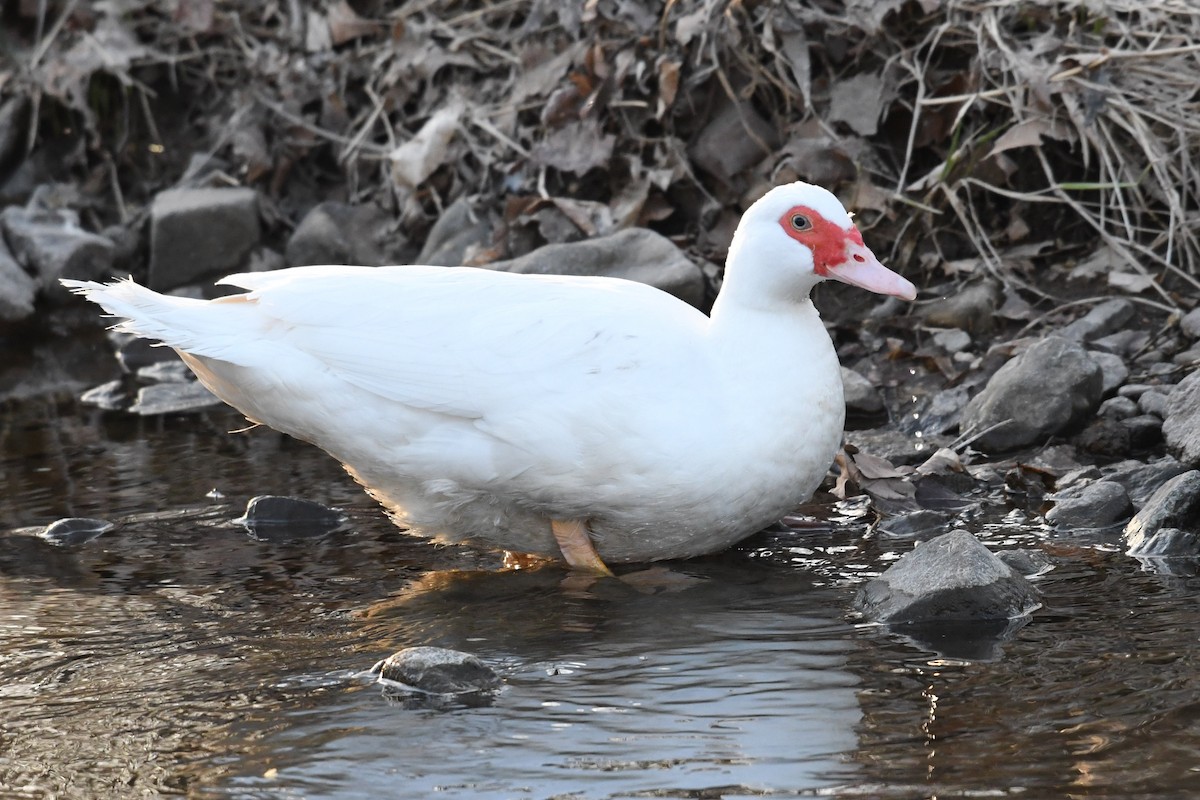 Muscovy Duck (Domestic type) - ML632211498