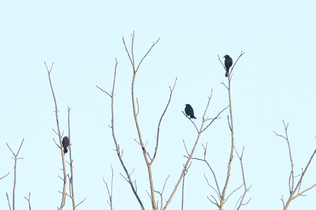 Rusty Blackbird - ML632211504