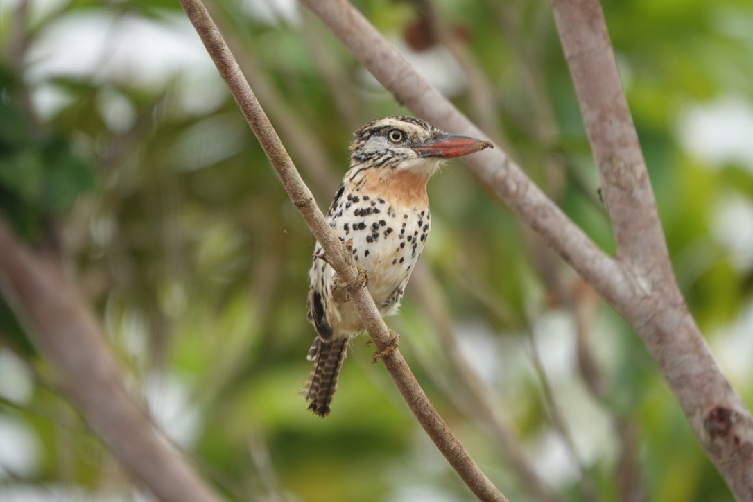 Spot-backed Puffbird - ML632211580