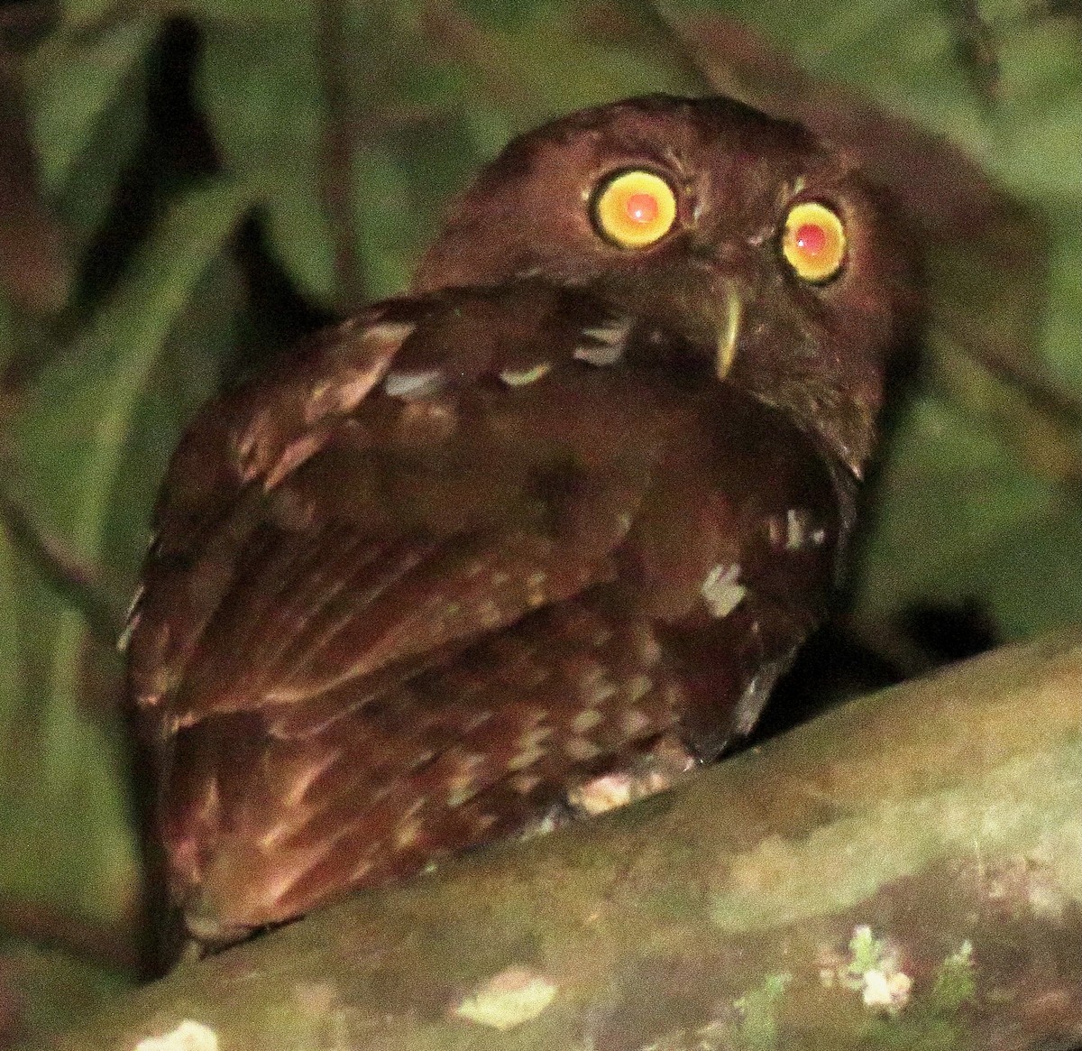 Puntarenas Screech-Owl (undescribed form) - ML632211588