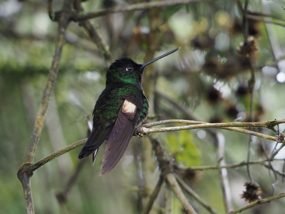 Buff-winged Starfrontlet - ML632211624