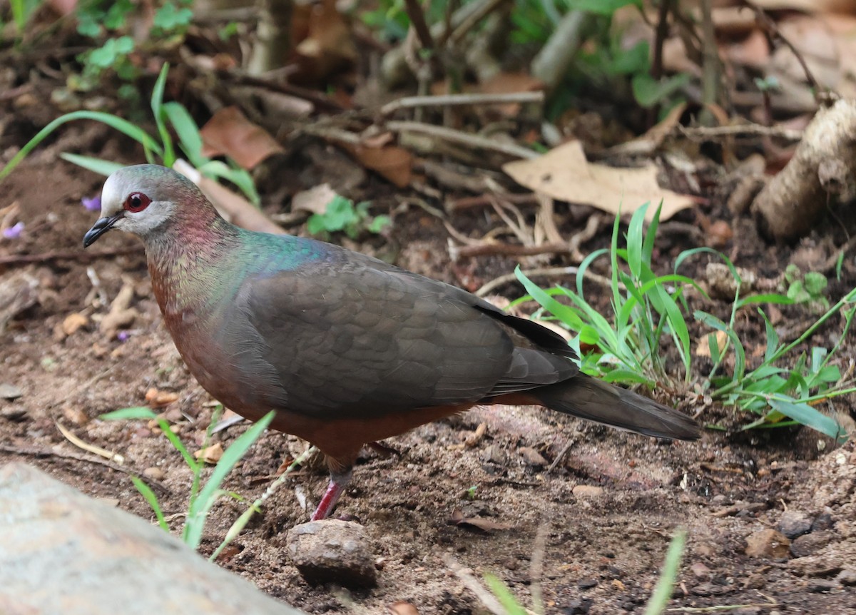 Lemon Dove - ML632211718