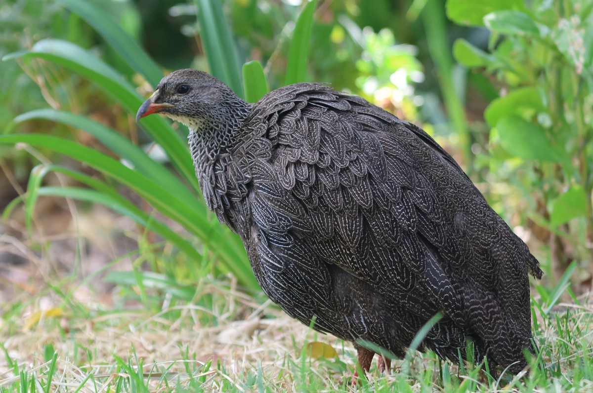 Cape Spurfowl - ML632211729
