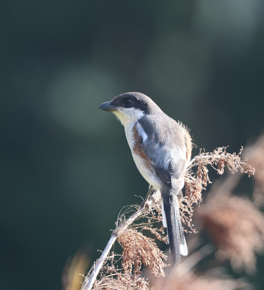 Southern Fiscal (Southern) - ML632211807
