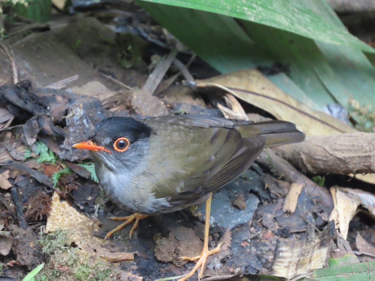 Black-headed Nightingale-Thrush - ML632211895