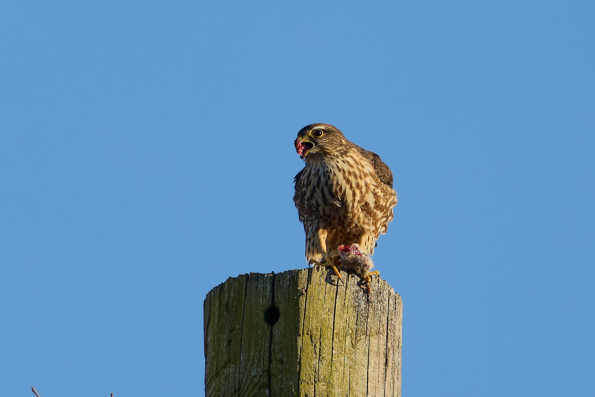 Merlin (Taiga) - ML632211899