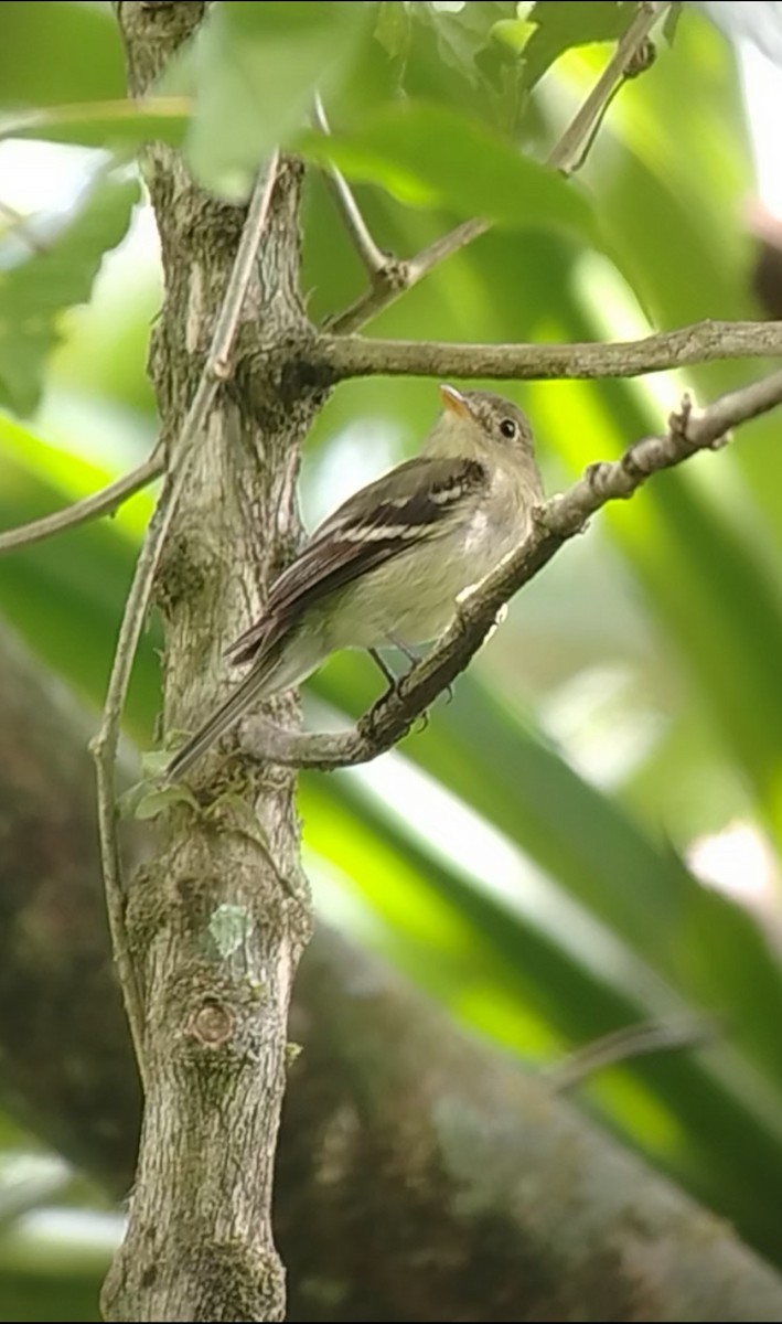 Yellow-bellied Flycatcher - ML632211937