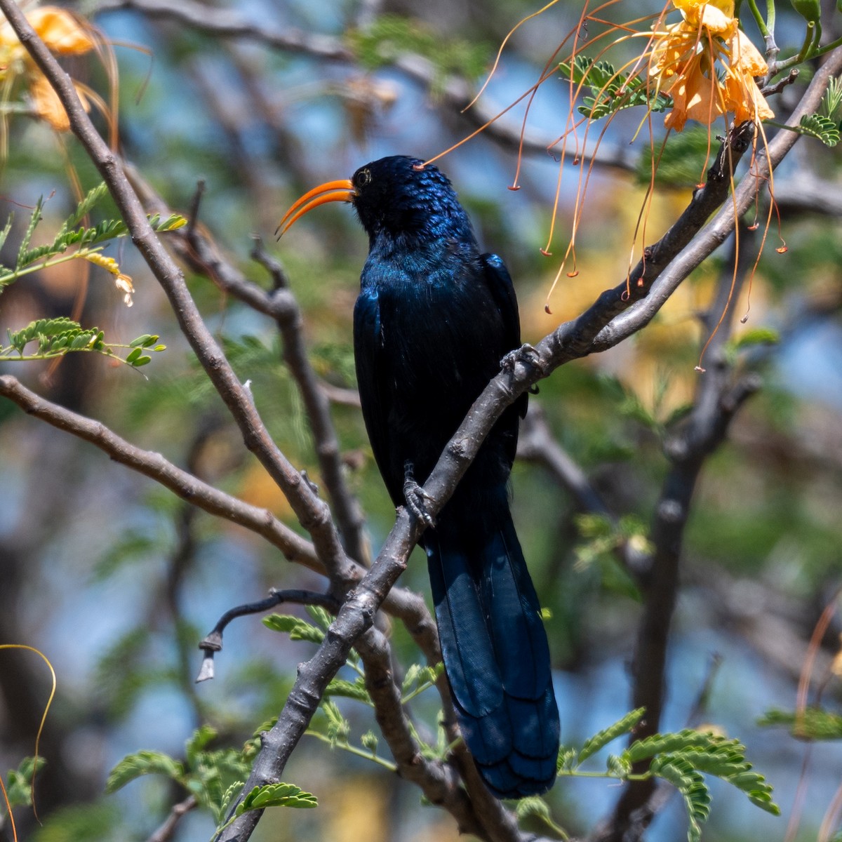 Abyssinian Scimitarbill - ML632211956