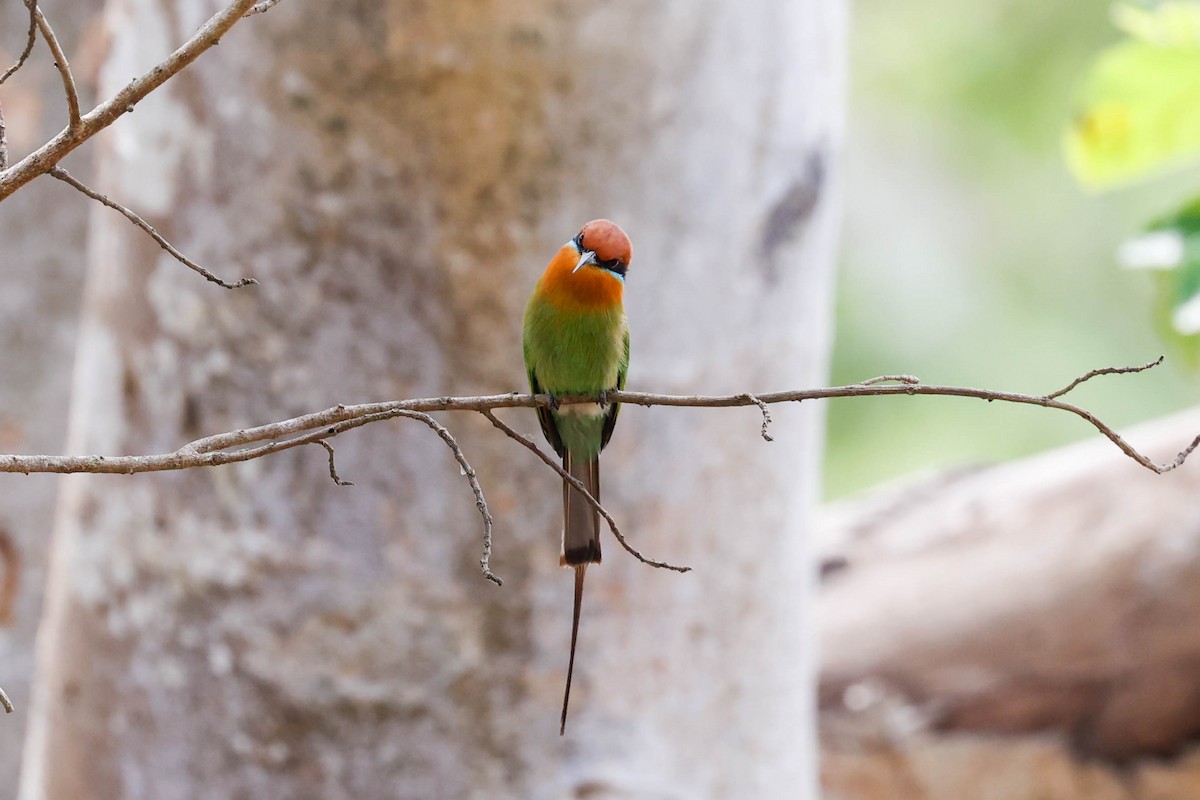 Böhm's Bee-eater - ML632212000