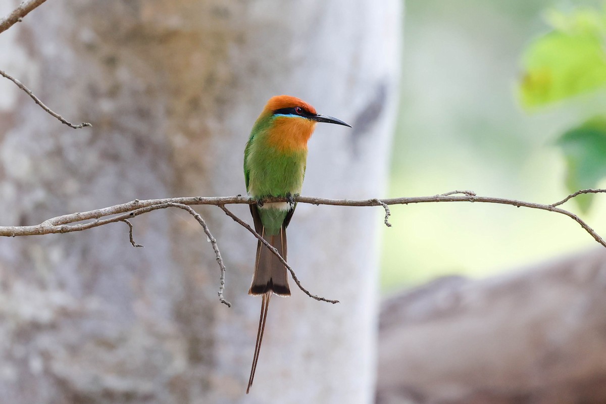 Böhm's Bee-eater - ML632212001