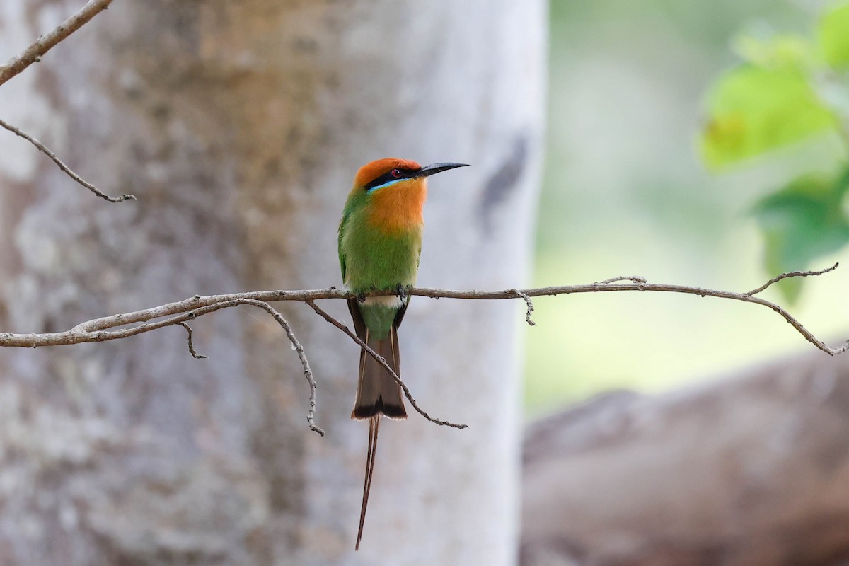 Böhm's Bee-eater - ML632212002