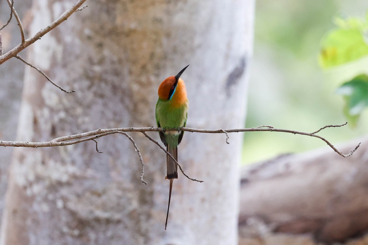 Böhm's Bee-eater - ML632212003