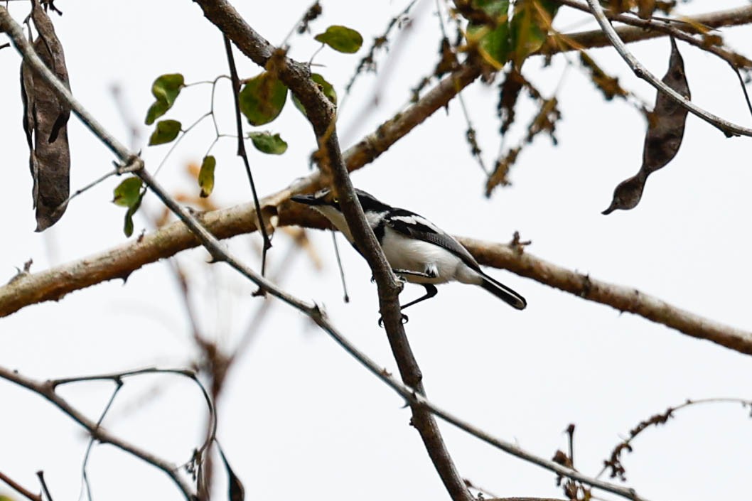 Pygmy Batis - ML632212050