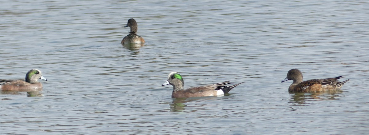 American Wigeon - ML632212238