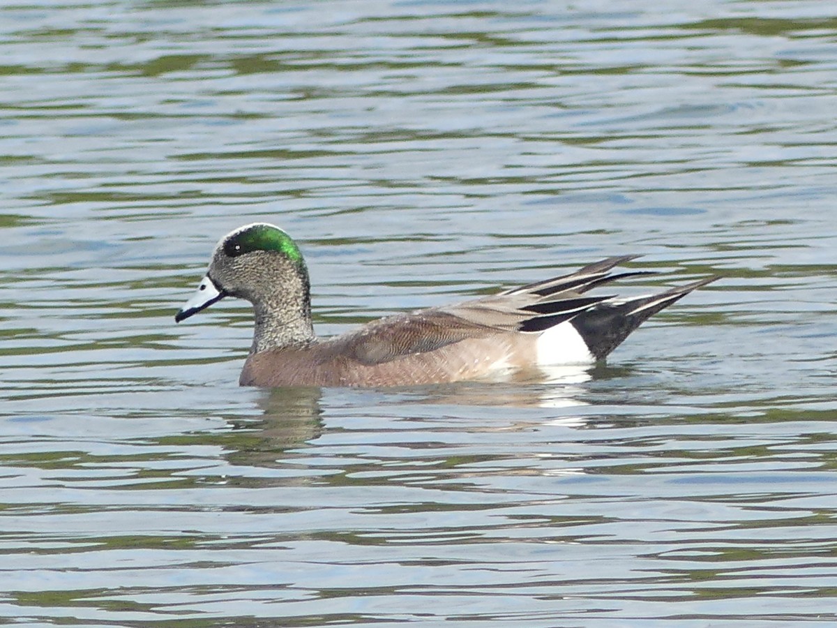 American Wigeon - ML632212254