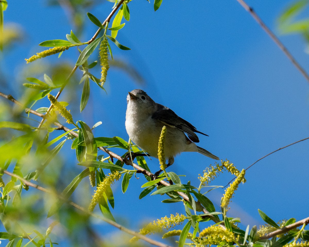 Lucy's Warbler - ML632212261