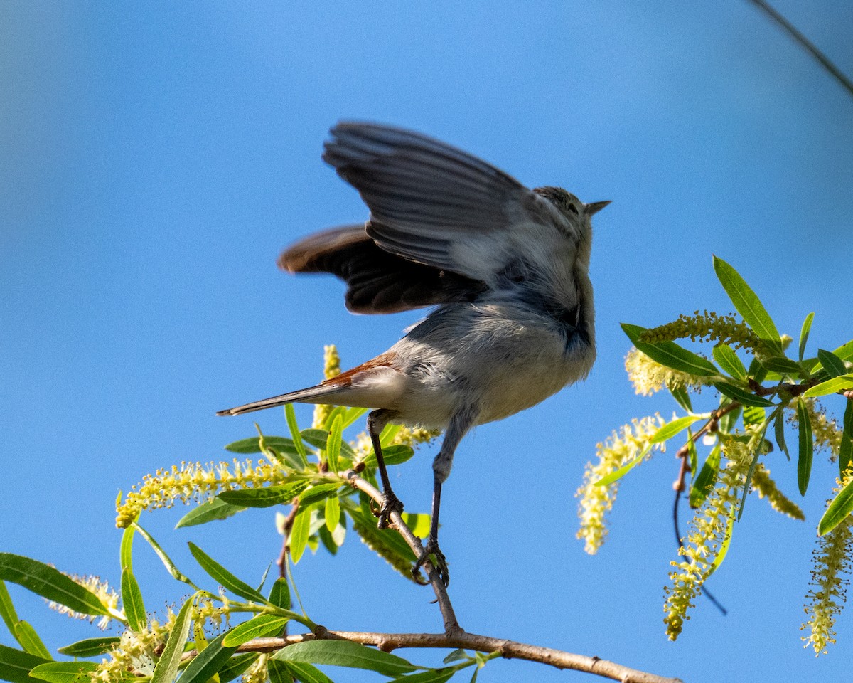 Lucy's Warbler - ML632212262