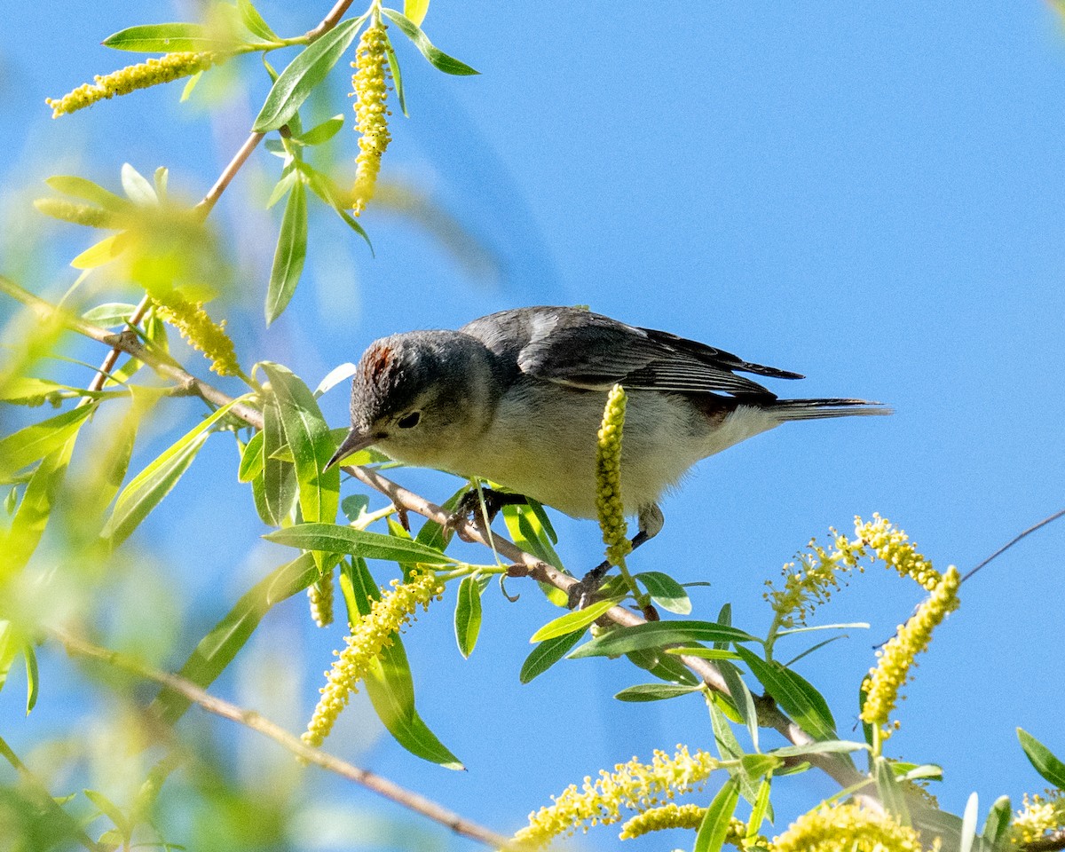 Lucy's Warbler - ML632212289