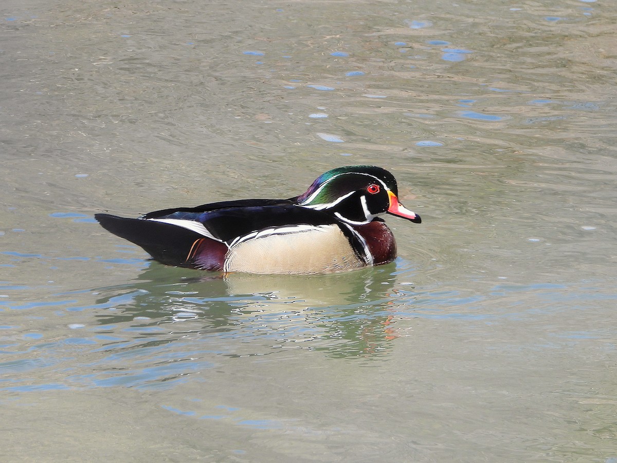 Wood Duck - ML632212302