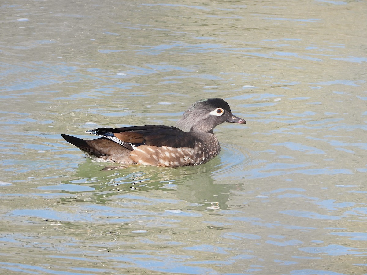 Wood Duck - ML632212303