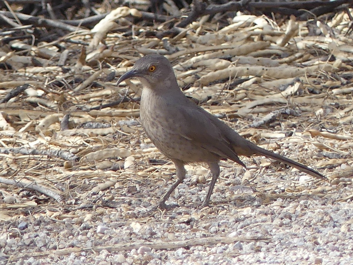 Curve-billed Thrasher - ML632212484