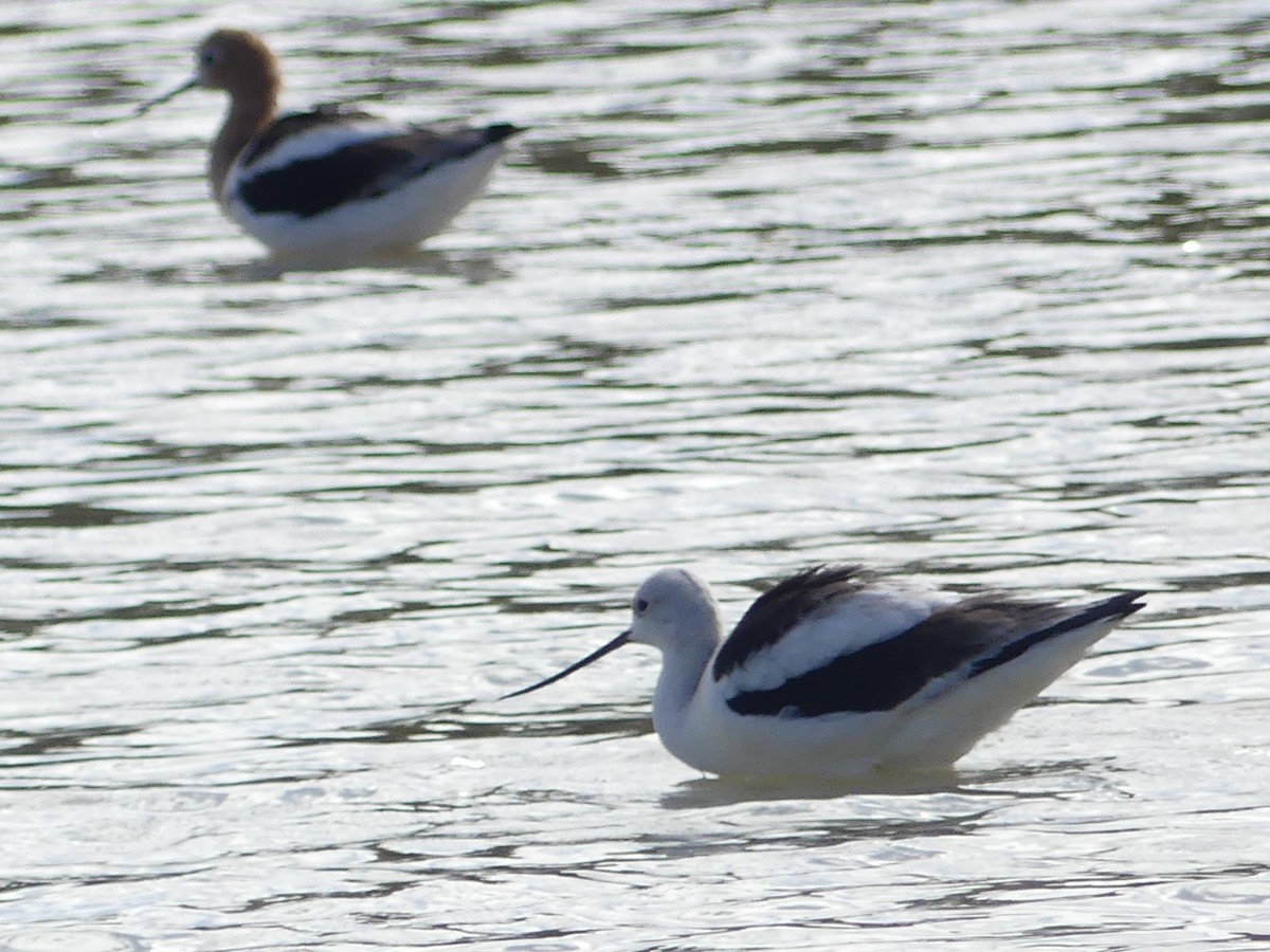 American Avocet - ML632212554