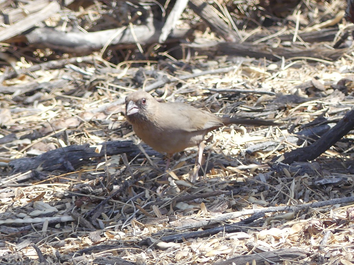 Abert's Towhee - ML632212587