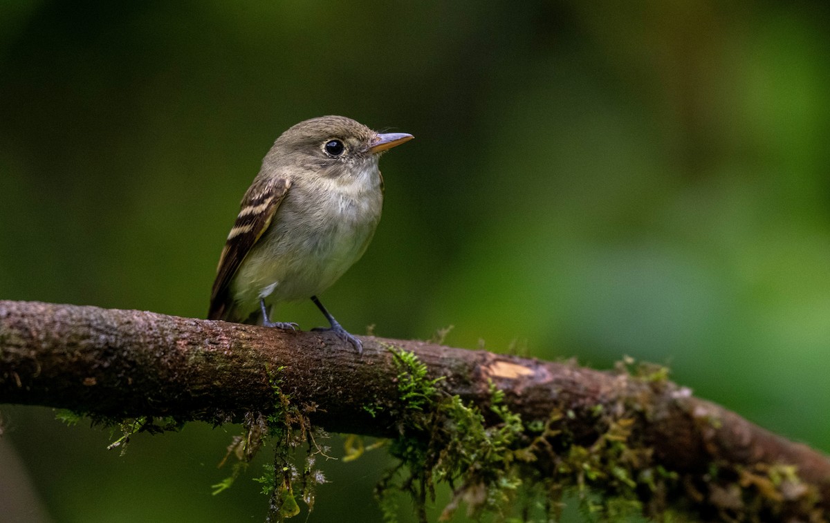Acadian Flycatcher - ML632212623