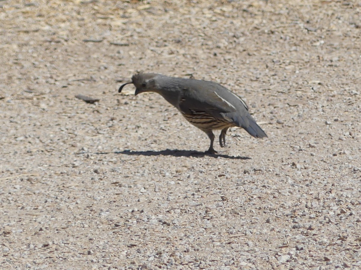 Gambel's Quail - ML632212630