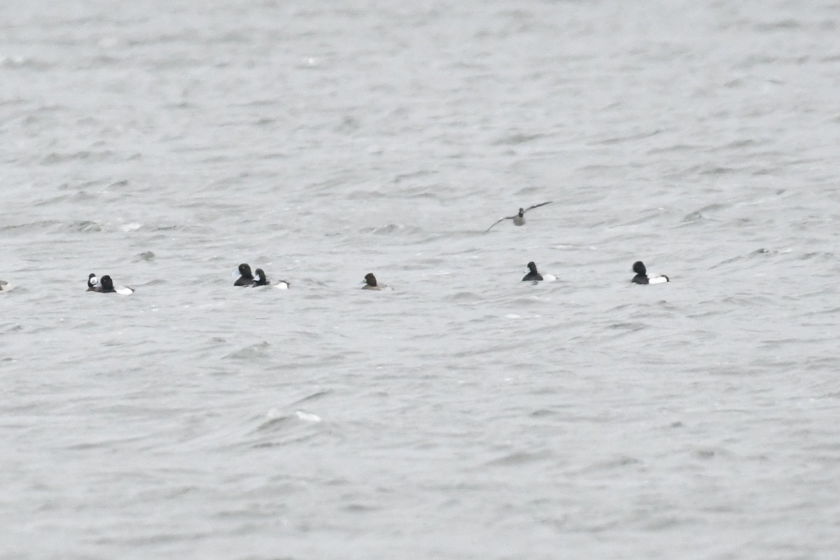 Lesser Scaup - ML632212636