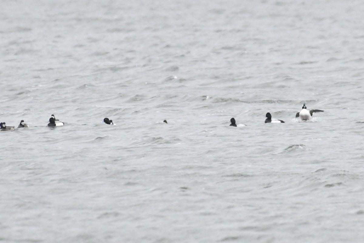 Lesser Scaup - ML632212637