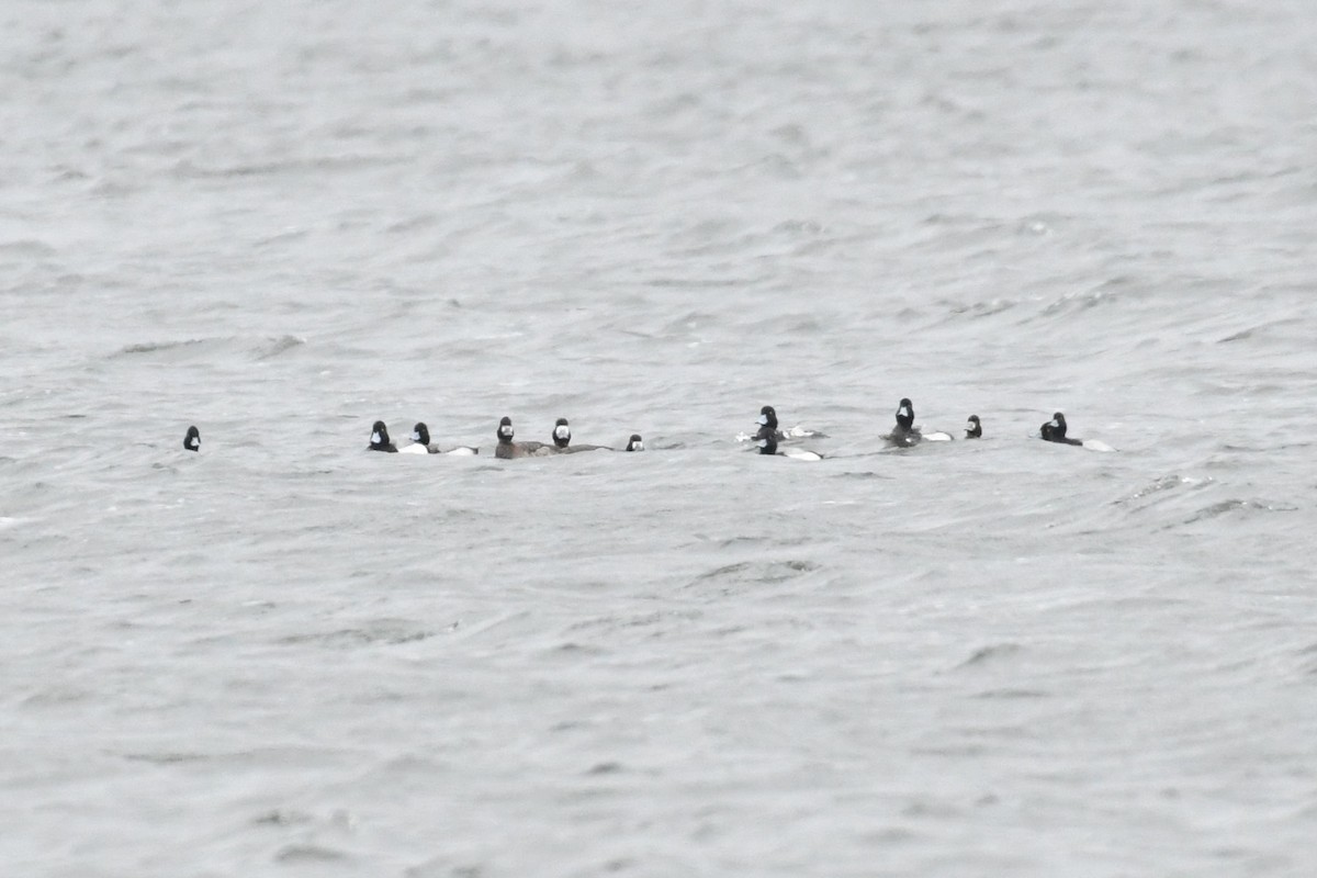 Greater Scaup - ML632212638